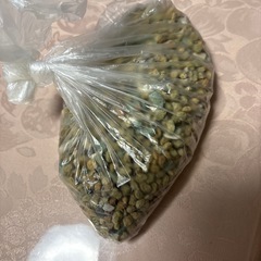 ミナミヌマエビ７匹と敷石の画像