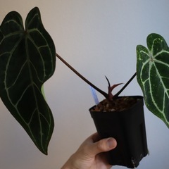 アンスリウム“パピリラミナムレッド”の画像