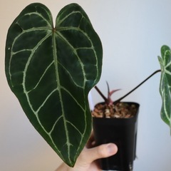 アンスリウム“パピリラミナムレッド”の画像