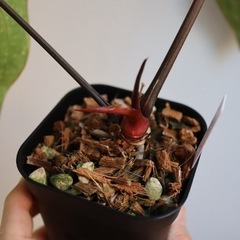 アンスリウム“パピリラミナムレッド”の画像