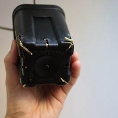 アンスリウム“パピリラミナムレッド”の画像