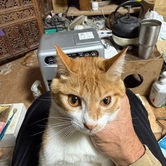 茶トラ下半身白 メス猫 1~1.5キロ