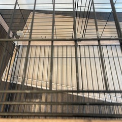 犬ペットゲージ　アイリスオーヤマの画像