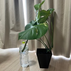 モンステラ 観葉植物 インテリアの画像