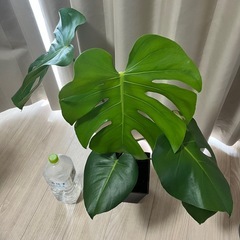モンステラ 観葉植物 インテリアの画像