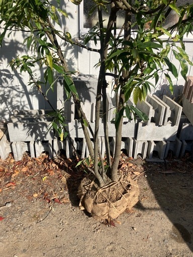 庭木 シラカシ株立 2.6m 常緑樹 植木　