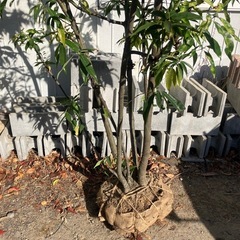 シラカシ株立　2.6m 　の画像