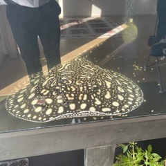 淡水エイの画像