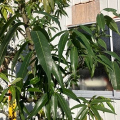 シラカシ株立　2.6m 　の画像