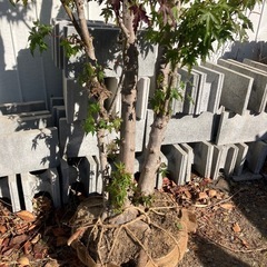 もみじ株立　2.2mの画像