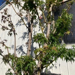 もみじ株立　2.2mの画像