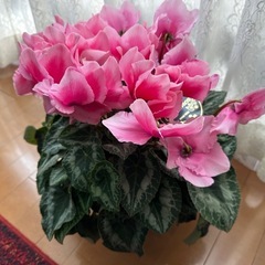 シクラメンの画像