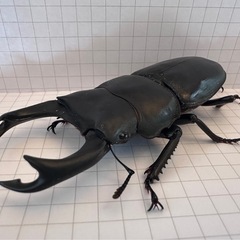 オオクワガタの画像