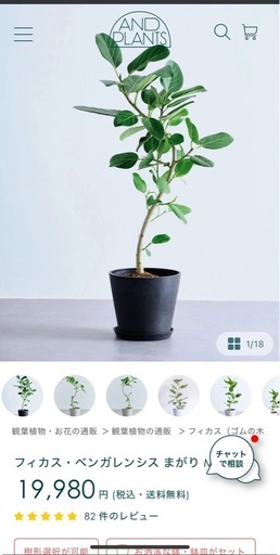 フィカス・ベンガレンシス　観葉植物　売り切り