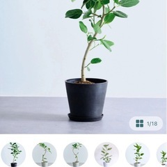 フィカス・ベンガレンシス　観葉植物の画像