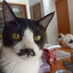 たまちゃん　はちわれ