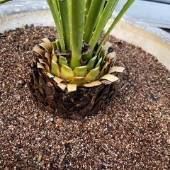 ダシリリオン　ロンギシマムの画像