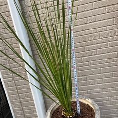 ダシリリオン　ロンギシマムの画像