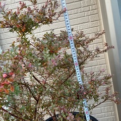 ブルーベリー　インディゴブルーの画像