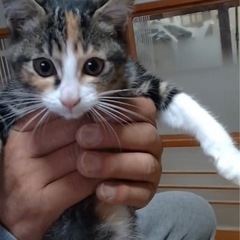 三毛猫ちゃん/3ヶ月/8月生まれ