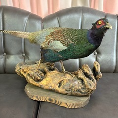 ★昭和レトロ 雉 キジの剥製 本物 オス雉 骨董品 置物 インテリア 木製台座付 一点物 オブジェ 伝統工芸品の画像