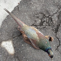 ★昭和レトロ 雉 キジの剥製 本物 オス雉 骨董品 置物 インテリア 木製台座付 一点物 オブジェ 伝統工芸品の画像