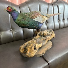 ★昭和レトロ 雉 キジの剥製 本物 オス雉 骨董品 置物 インテリア 木製台座付 一点物 オブジェ 伝統工芸品の画像