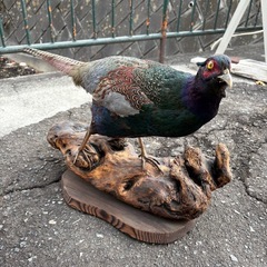 ★昭和レトロ 雉 キジの剥製 本物 オス雉 骨董品 置物 インテリア 木製台座付 一点物 オブジェ 伝統工芸品の画像