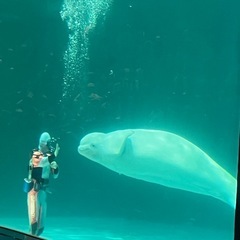 【募集】水泳　プール　