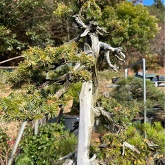 迫力のシャリ幹・存在感抜群の盆栽素材の画像