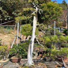迫力のシャリ幹・存在感抜群の盆栽素材の画像