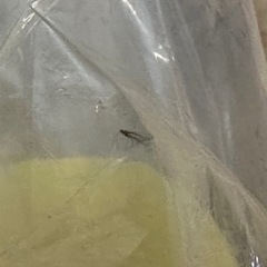 均一価格⭐️超ビッグ！折り鶴のぬいぐるみ⭐️ おまとめはがんがんお値引き！！の画像