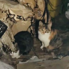 子猫5匹を発見…チャシロ、チャトラ2匹は里親が決まりました✨