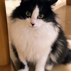 温厚でマイペース、ちょっとビビリなココ壱くん