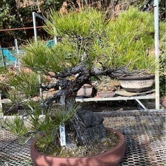 太幹・岩付き黒松盆栽／存在感抜群の逸品の画像