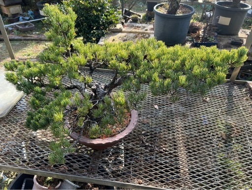 年末特別セール‼️迫力の横幅 太幹の五葉松盆栽 樹形抜群・即展示可・一点物 ✨迫力の横幅‼ 太幹の五葉松盆栽 ✨ 樹形抜群・即展示