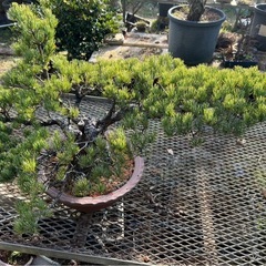 ✨迫力の横幅‼ 太幹の五葉松盆栽 ✨ 樹形抜群・即展示可・一点物 の画像