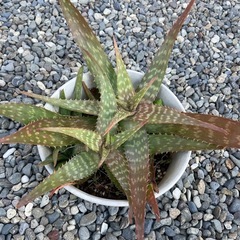 アロエベラ🔳食べれます🔳の画像