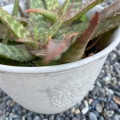 アロエベラ🔳食べれます🔳の画像