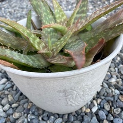 アロエベラ🔳食べれます🔳の画像