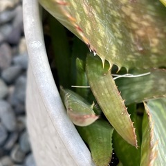 アロエベラ🔳食べれます🔳の画像