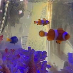 カクレクマノミの画像