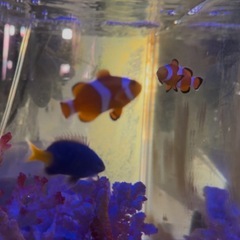 カクレクマノミの画像