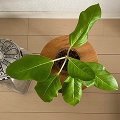 ④フィカスアルテシーマの画像