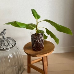 ④フィカスアルテシーマの画像