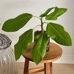 ④フィカスアルテシーマの画像