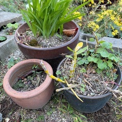 残り僅か！いろいろ鉢植え！言い値で引き取り可能です♪の画像