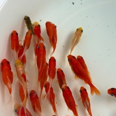 紅白コメットなどの画像