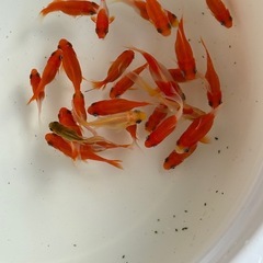 紅白コメットなどの画像