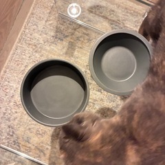 &cat フード&ウォーターボウルセットの画像